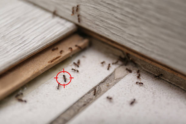 Best Mosquito Control Services  in Grandview, MO