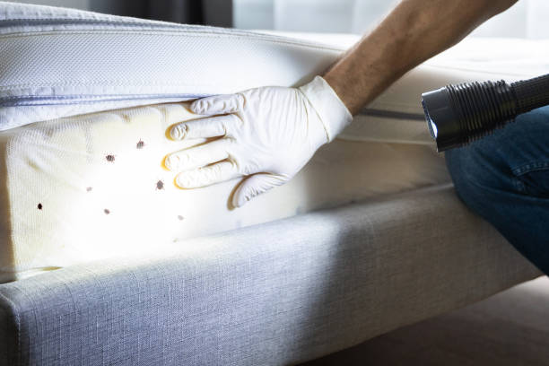 Best Wasp Removal Services  in Grandview, MO