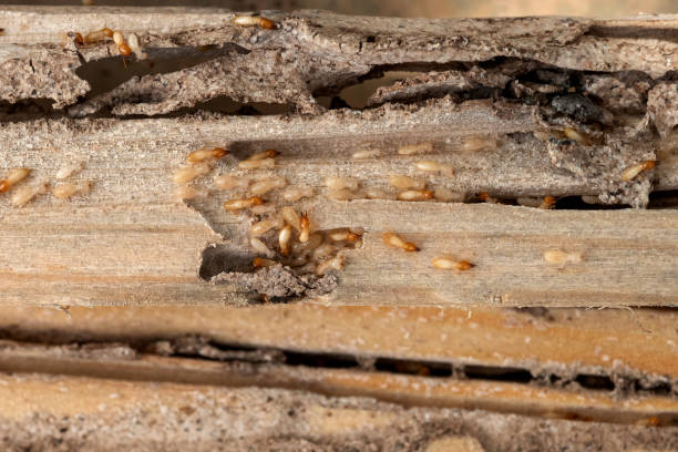 Best Termite Control Services  in Grandview, MO